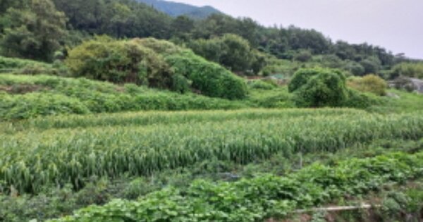 경상남도 남해군 창선면 광천리 OOOOO O OOO 답 경매 물건 이미지