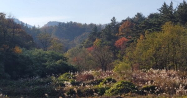 경상북도 포항시 남구 대송면 대각리 OOO O OOO 답 경매 물건 이미지