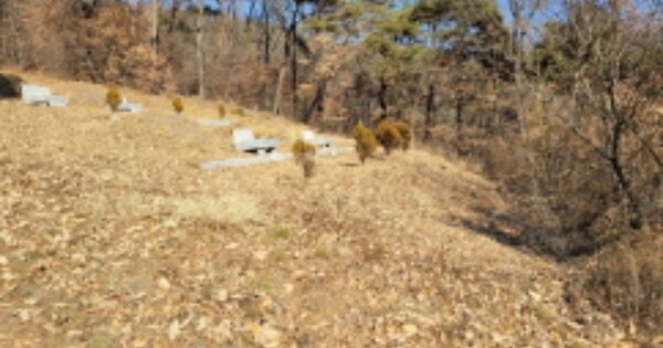 경상북도 고령군 개진면 개포리 OOOOO 임야 경매 물건 이미지