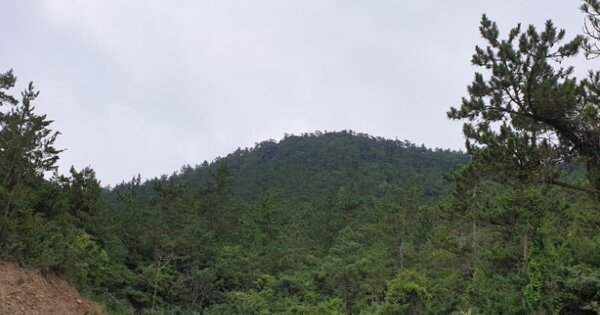 전라남도 신안군 비금면 덕산리 OOOOOO 임야 경매 물건 이미지