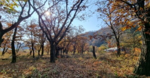 경기도 가평군 북면 제령리 OOO O OOO 임야 경매 물건 이미지