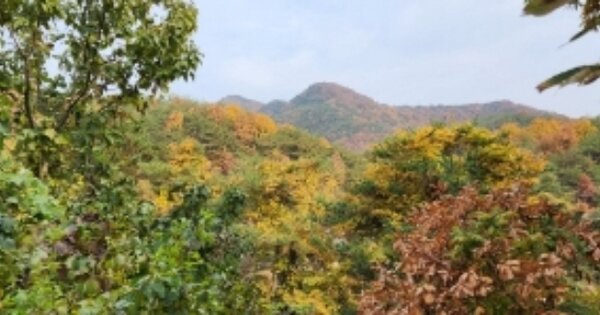 경상북도 안동시 임동면 박곡리 OOOO 임야 경매 물건 이미지