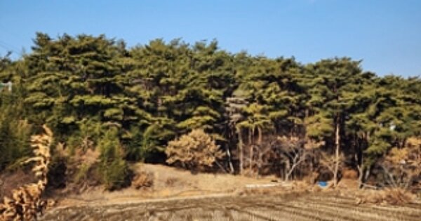충청남도 보령시 웅천읍 황교리 OOO 임야 경매 물건 이미지