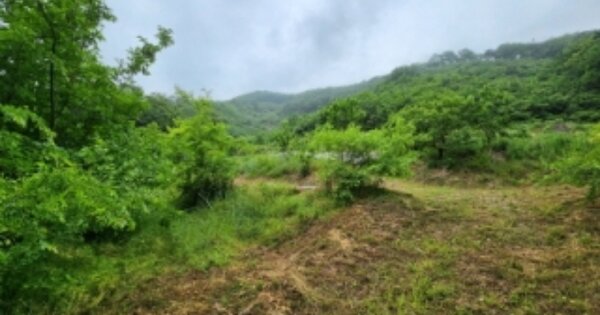 전라북도 정읍시 산외면 화죽리 OOOO O OOO 임야 경매 물건 이미지