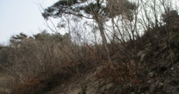 충청남도 금산군 금성면 대암리 OOO 임야 경매 물건 이미지