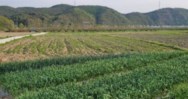 경상북도 영천시 임고면 효리 OOOO 답 경매 물건 이미지