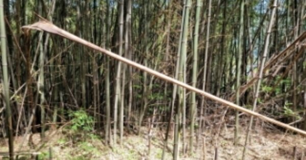 경상남도 양산시 원동면 화제리 OOO 임야 경매 물건 이미지