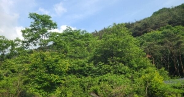 전라남도 곡성군 고달면 호곡리 OOO 답 경매 물건 이미지