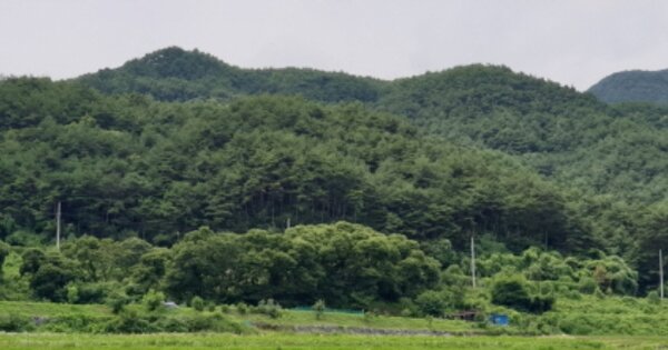 경상남도 함양군 병곡면 원산리 OOOO 임야 경매 물건 이미지