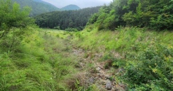 충청남도 보령시 성주면 성주리 OOOO 임야 경매 물건 이미지