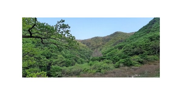 전라남도 나주시 다도면 암정리 OOOOOO O OOO 임야 경매 물건 이미지