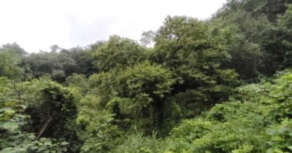 전라남도 곡성군 오곡면 송정리 OOOOOO 임야 경매 물건 이미지