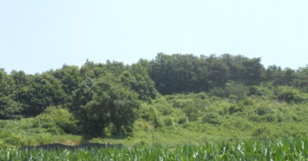 세종특별자치시 연기면 수산리 OOOOO 임야 경매 물건 이미지