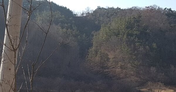 경상북도 의성군 사곡면 화전리 OOO 임야 경매 물건 이미지