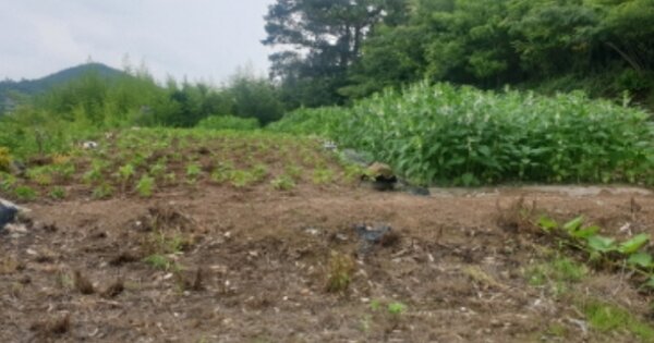 전라남도 고흥군 남양면 남양리 OOO 전 경매 물건 이미지