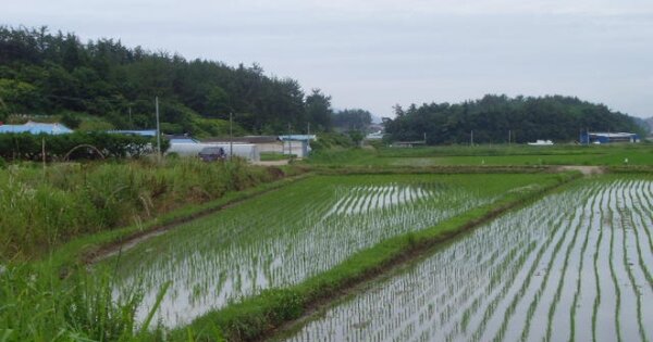 전라남도 완도군 고금면 농상리 OOOOOO O OOO 답 경매 물건 이미지