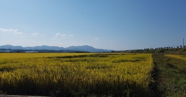 경상북도 의성군 구천면 미천리 OOO 답 경매 물건 이미지