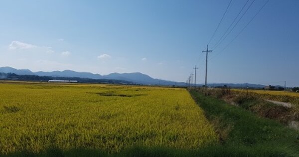 경상북도 의성군 구천면 미천리 OOOO 답 경매 물건 이미지