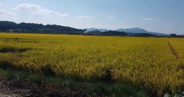 경상북도 의성군 구천면 미천리 OOOO 답 경매 물건 이미지