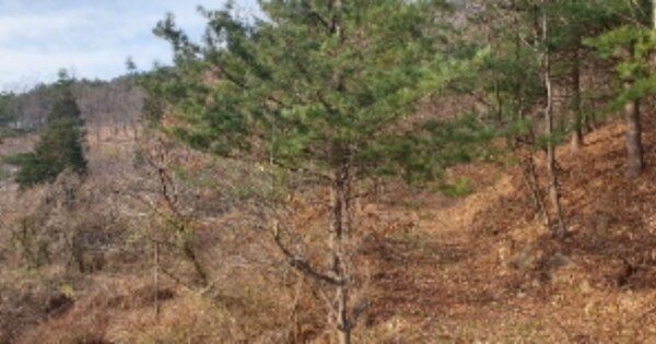 전라북도 순창군 쌍치면 중안리 OO 임야 경매 물건 이미지