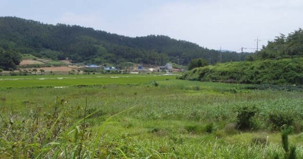 전라남도 완도군 노화읍 동천리 OOOOOO 답 경매 물건 이미지