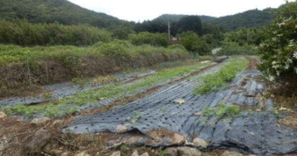 경상남도 남해군 창선면 율도리 OOOOO 답 경매 물건 이미지