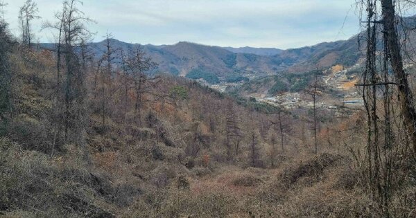 경기도 가평군 청평면 상천리 OOOOOO O OOO 임야 경매 물건 이미지