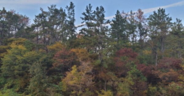 경상북도 포항시 남구 구룡포읍 하정리 OOO 답 경매 물건 이미지