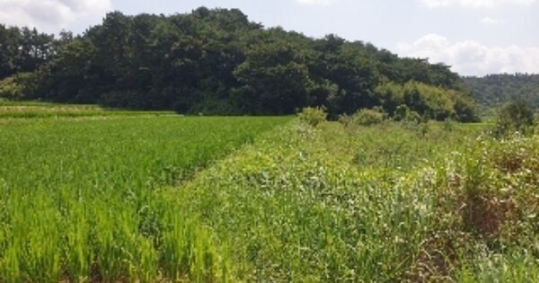 전라남도 순천시 주암면 백록리 OOO 전 경매 물건 이미지