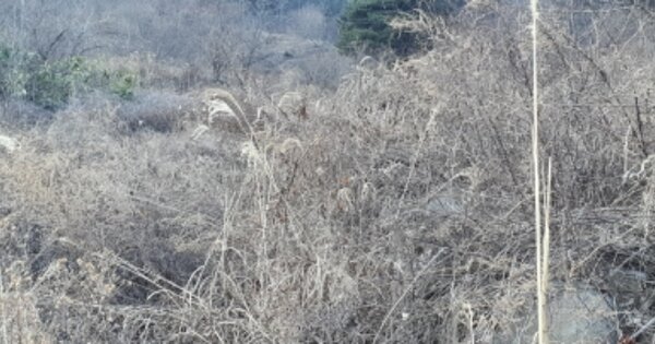 경상북도 성주군 대가면 금산리 OOO 전 경매 물건 이미지