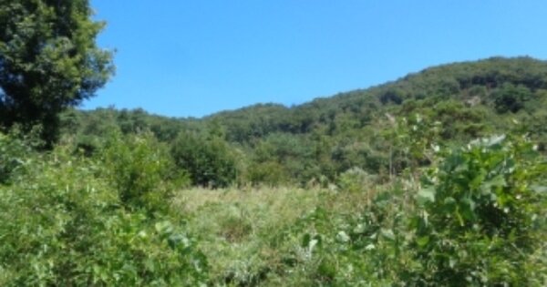 충청북도 괴산군 소수면 옥현리 OOO O OOO 임야 경매 물건 이미지