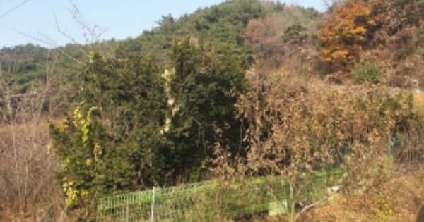 충청북도 단양군 매포읍 응실리 OOO 답 경매 물건 이미지