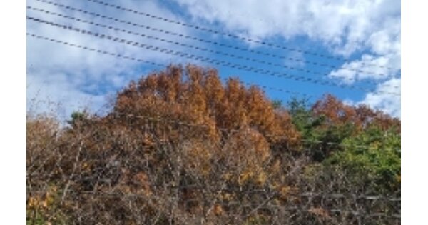 광주광역시 남구 임암동 OO 임야 경매 물건 이미지