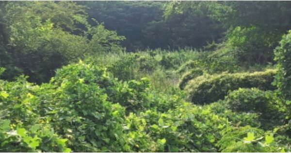 경상남도 통영시 욕지면 동항리 OOOOO O OOO 대지 경매 물건 이미지