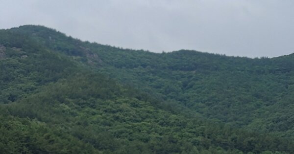 전라남도 여수시 돌산읍 율림리 OOOOOOO O OOO 임야 경매 물건 이미지