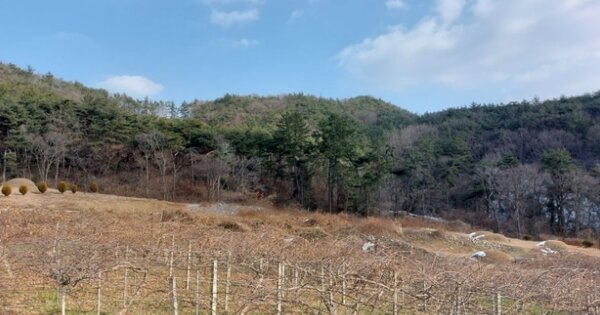 전라남도 무안군 청계면 월선리 OOO 임야 경매 물건 이미지