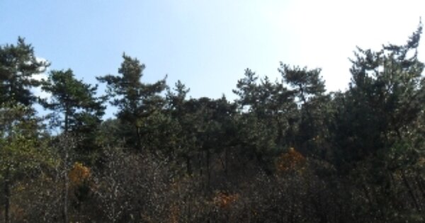 충청남도 서산시 팔봉면 진장리 OOOOOO 임야 경매 물건 이미지