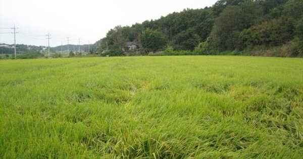 경상북도 예천군 지보면 송평리 OOOOOO 답 경매 물건 이미지