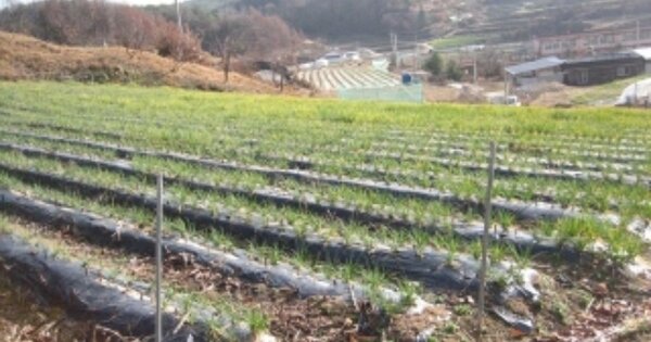 경상북도 예천군 지보면 상월리 OO 전 경매 물건 이미지