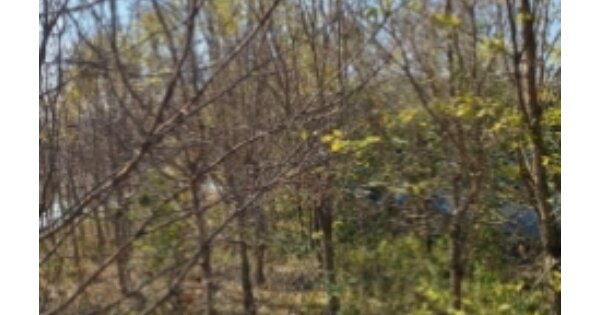 전라남도 나주시 금천면 죽촌리 OOOOO 임야 경매 물건 이미지
