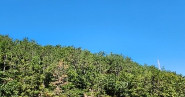 울산광역시 울주군 온산읍 덕신리 OOO 임야 경매 물건 이미지