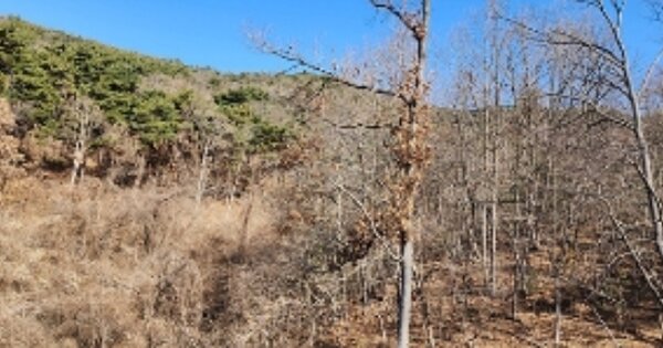 충청남도 보령시 주교면 관창리 OOOOOO 임야 경매 물건 이미지