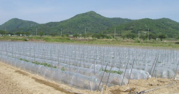 전라남도 진도군 고군면 오산리 OOOOOO O OOO 답 경매 물건 이미지