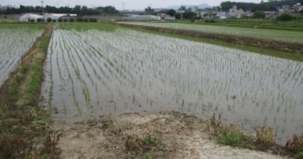 충청북도 청주시 상당구 남일면 쌍수리 OOOOO 답 경매 물건 이미지