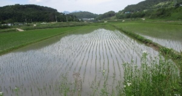 충청북도 보은군 탄부면 평각리 OOO 답 경매 물건 이미지