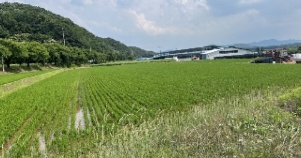 충청북도 보은군 장안면 장재리 OOOOO 답 경매 물건 이미지