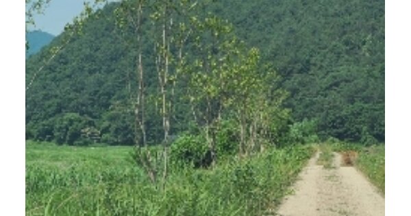 전라남도 화순군 청풍면 세청리 OOOOO 임야 경매 물건 이미지