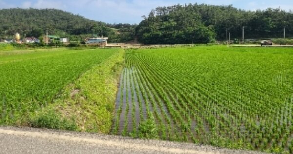 전라남도 영광군 염산면 옥실리 OOOOOO 답 경매 물건 이미지