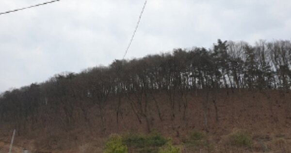 충청남도 예산군 신양면 하천리 OOOOO 임야 경매 물건 이미지