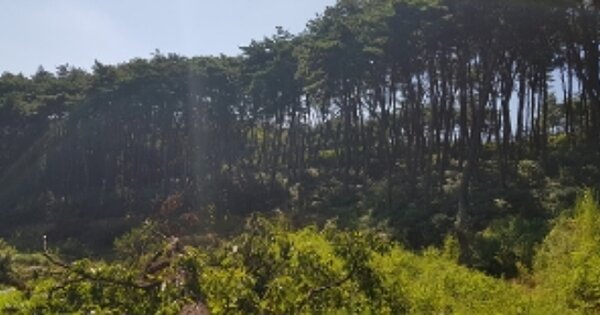 충청남도 보령시 주산면 신구리 OOO 임야 경매 물건 이미지